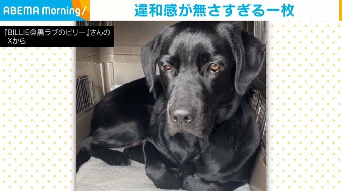 ラブラドールレトリバーのビリーくん（3歳）