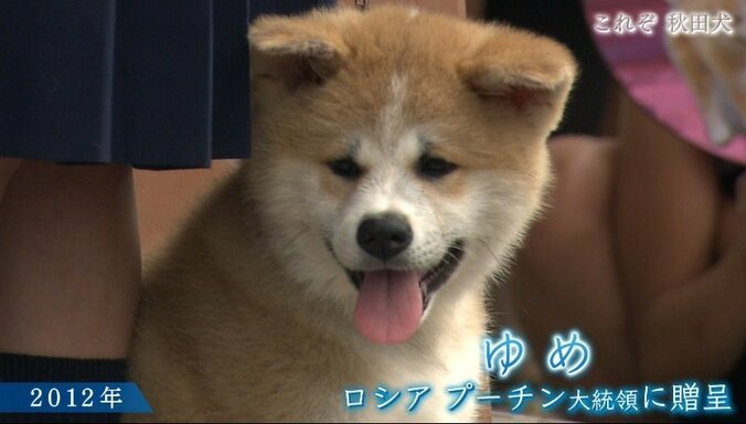 今や発祥の地に暮らすのはわずか30頭…プーチン大統領に贈られた「ゆめ」を育て上げた秋田犬ブリーダーの奮闘 3枚目
