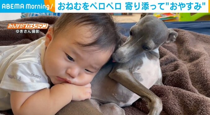 おねむな赤ちゃんに“枕”にされる犬 戸惑いながらも優しくあやしてあげる姿にほっこり 1枚目