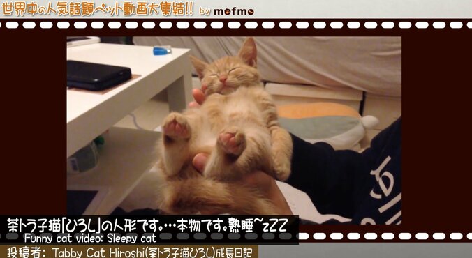 「手の上で熟睡中ニャ」可愛い猫＆犬が大集結 『mofmo』とのコラボ番組をAbemaTVで放送 1枚目