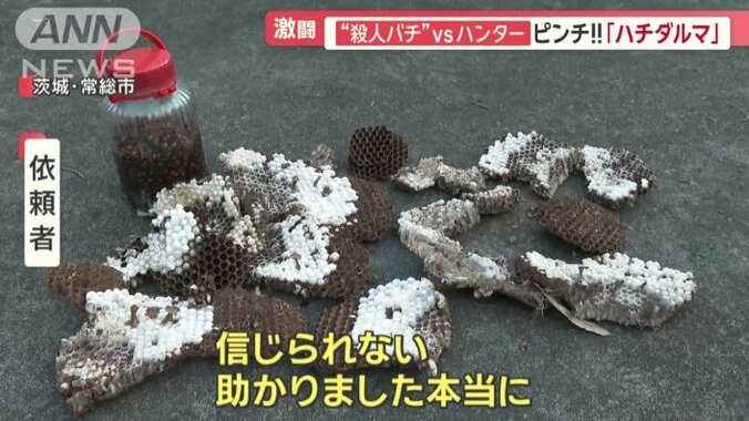 巣は7段、ハチの数は1000匹以上