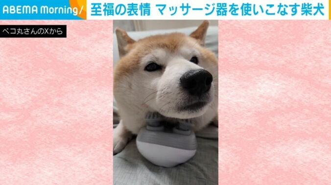 柴犬の茶々丸くん