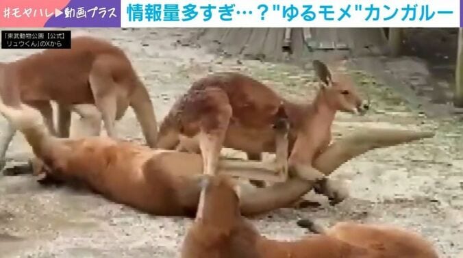 カンガルー