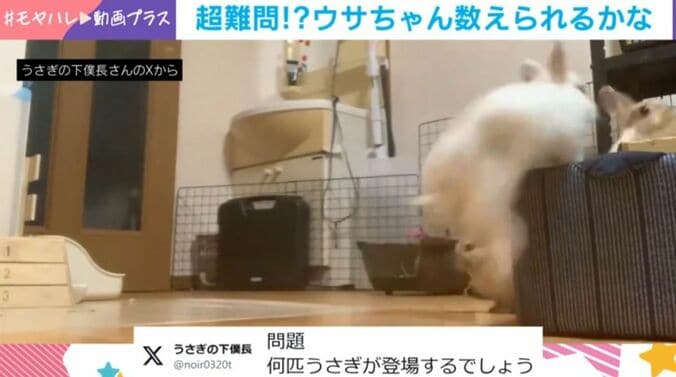 ウサギ