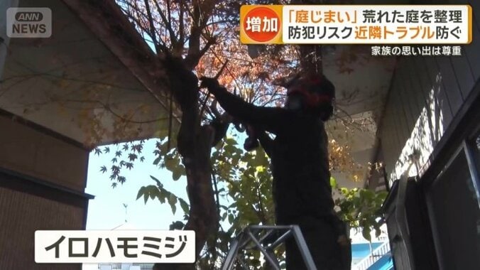 イロハモミジの伐採に取り掛かる