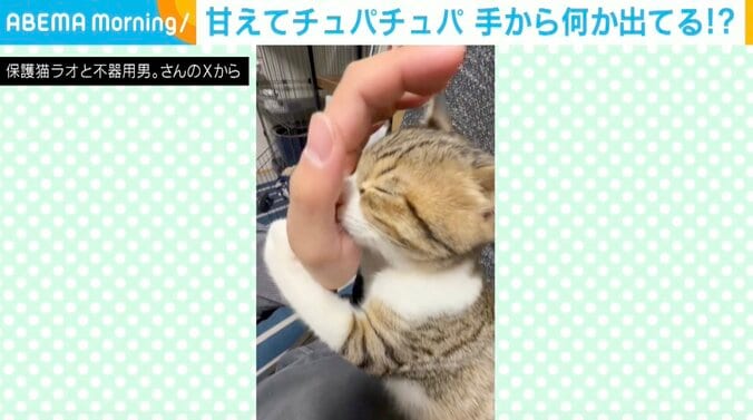 子ネコのラオくん