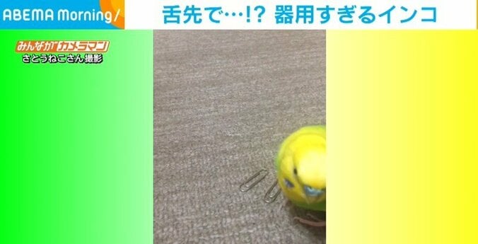 数秒でクリップをバラバラにほどくインコ 器用すぎる姿に飼い主「舌先が5本指になっているのかも…」と驚きの声 1枚目