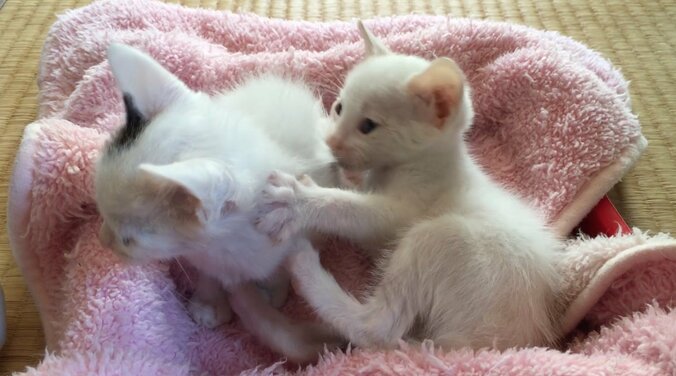 「僕、お兄ちゃんになるの？」 茶トラ猫“ひろし”に可愛すぎる兄妹誕生 3枚目