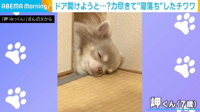 チワワの岬くん