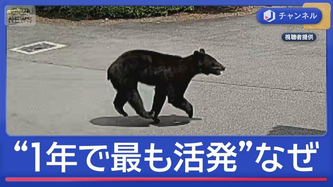 「1年で最も活発」クマ人身被害なぜ相次ぐ？　東京・岩手で遺体発見“クマ襲撃”か 1枚目
