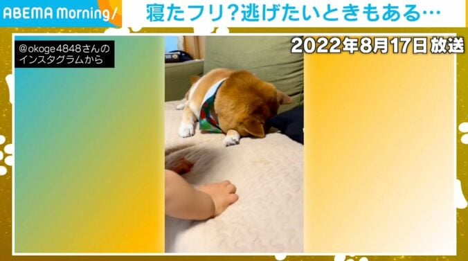 柴犬のおこげくんと1歳児の男の子