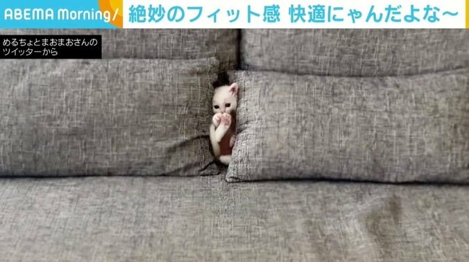 「いつもここから出てくる」 ソファの隙間に“フィット”する子猫に反響 「けしからん隙間」「すきま猫」 1枚目