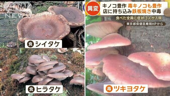 毒キノコの「ツキヨタケ」