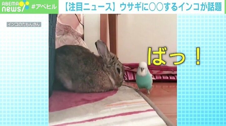 ウサギに「イナイイナイ…バァ！」 陽気なインコが話題
