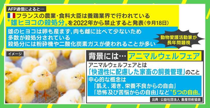 家畜の屠殺にタブー視も…魚の解体ショーはOK? 日本のアニマルウェルフェアは?