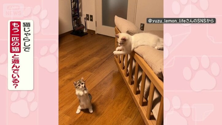猫じゃらしで遊んであげてる？