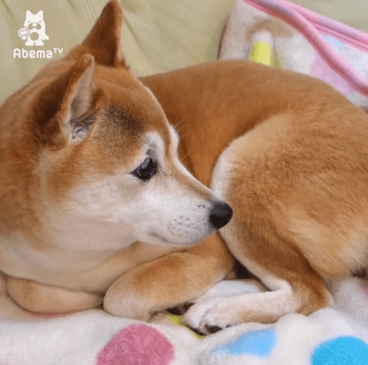 「寝るときも一緒だワン…」 柴犬と猫のトリオにほっこりする