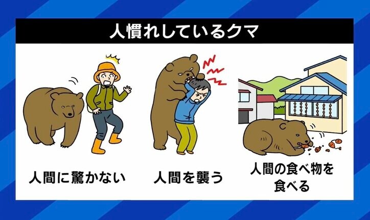 人慣れしているクマ