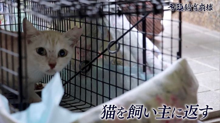 「2匹の猫が30匹に…」社会的孤立、高齢化、貧困問題が生む“多頭飼育崩壊”の現実