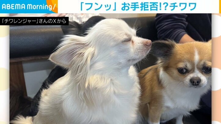 チワワのレアくん（3歳）