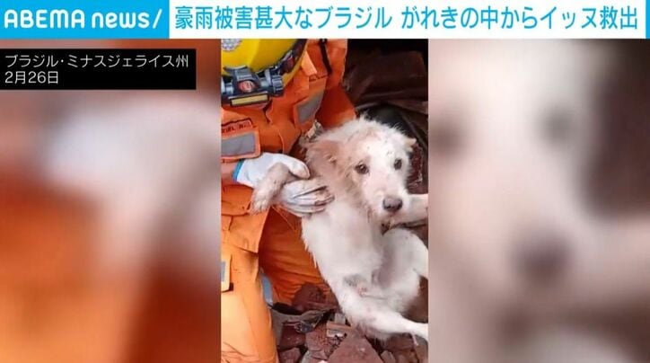 救出された犬