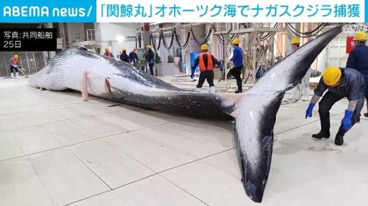 ナガスクジラ