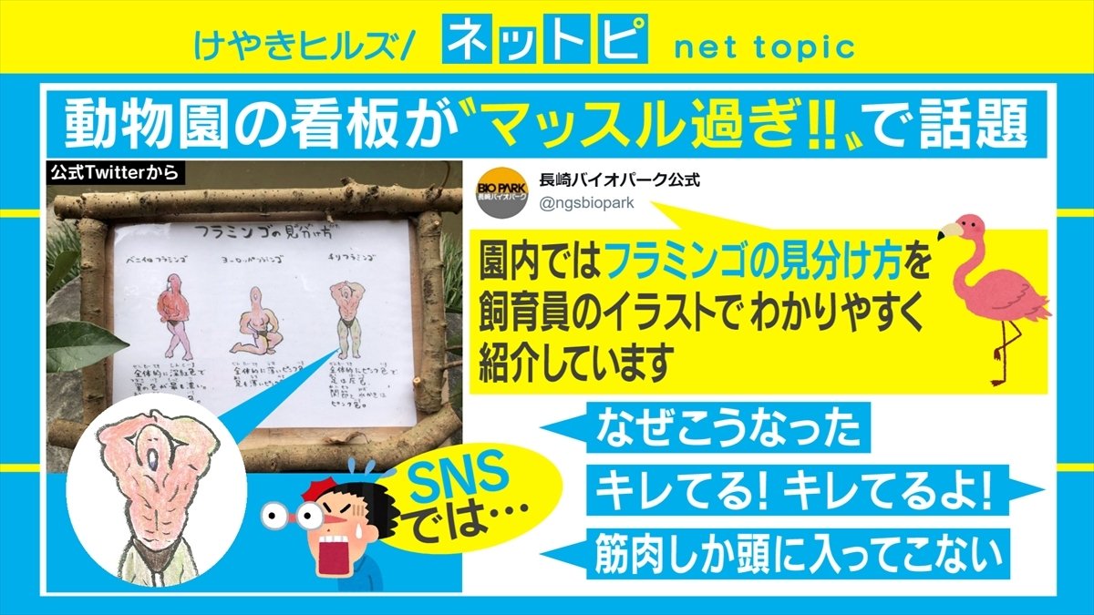 なぜマッチョ 長崎バイオパークの フラミンゴの見分け方 の看板がsnsで話題 国内 Abema Times