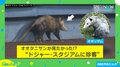 大谷翔平が見たかった? ドジャー・スタジアムに“珍客”出現! 正体は?