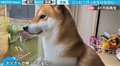 「もう会えないの？」滅多に鳴かない柴犬が“悲痛”な叫び…飼い主の出掛けた先に驚きの声も