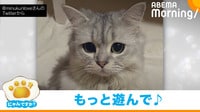 【映像】“しょんぼり”とした表情でおねだりするネコ