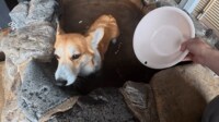 【映像】日本一周の旅 愛犬のコーギーが温泉初体験で極楽気分