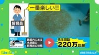 【映像】動きが速い！ ウミガメ・だんごちゃん（掃除中の様子）