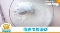 【映像】砂浴びが倍速スピードに見えるハムスター