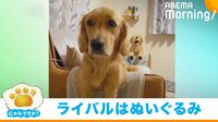 【映像】ニコニコ → 無 “ライバル”出現で変わってしまった犬の表情