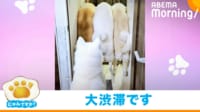 【映像】“ぎゅうぎゅう”の所にダイブする秋田犬