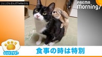 猫とのふれあいタイムに「待ってました」、グイグイ攻めるうさぎ