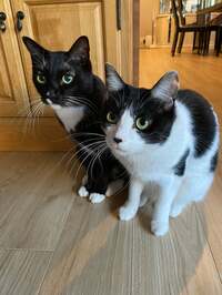 藤あや子『今朝のマルオレちゃん』