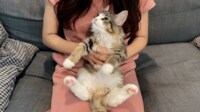 【映像】モフモフの“ぬいぐるみ感”の生後2カ月の北欧猫