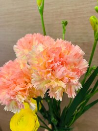 小林麻耶『お花のプレゼント』