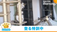 【映像】キャットタワーに奮闘する猫