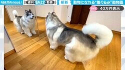 「動物になりたい…」投稿者の幼い頃の夢を叶えた、斬新な“着ぐるみ”体験サービスに「画期的な気がする」「行きたすぎる」と期待の声