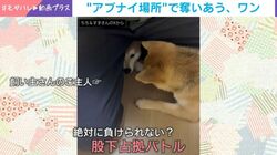 双子の柴犬の「仁義なき戦い」… “飼い主の股下”を奪い合う姿に反響「ハラハラがはんぱない」「どこに入ってんねん」