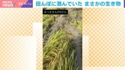 農家にとって嬉しくない“来客”…田んぼに潜んでいたまさかの生き物に「稲刈りあるある」「うちはマムシが出たよ」と共感の声