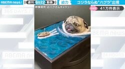 パグラ襲来！？ゴジラ70周年記念に投稿した“巨大パグ”作品に「これはこれで怖い！」「可愛いですな」と反響