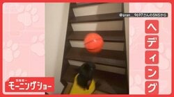 妙技！ワンダフル　何回続く？　階段で無限ループ　ヘディングするワンちゃん　なぜ？