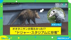 大谷翔平が見たかった？ ドジャー・スタジアムに“珍客”出現！ 正体は？