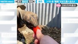 トマトを“爆発”させて食べるリクガメに「そのおおきな目に入らなかったのか…」「同じ事を二日前にやらかしました」と反響