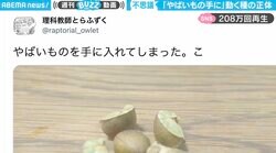 「やばいものを手に入れた」机の上で“勝手に動く”植物の種… まさかの正体にネット騒然「禁制品だったとは」「面白いけど怖い」