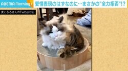 お返しはいらない？ 毛づくろいを“全力拒否”する猫が話題 「あぁもう愛おしい」