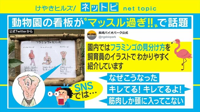 なぜマッチョ!? 長崎バイオパークの「フラミンゴの見分け方」の看板がSNSで話題 1枚目